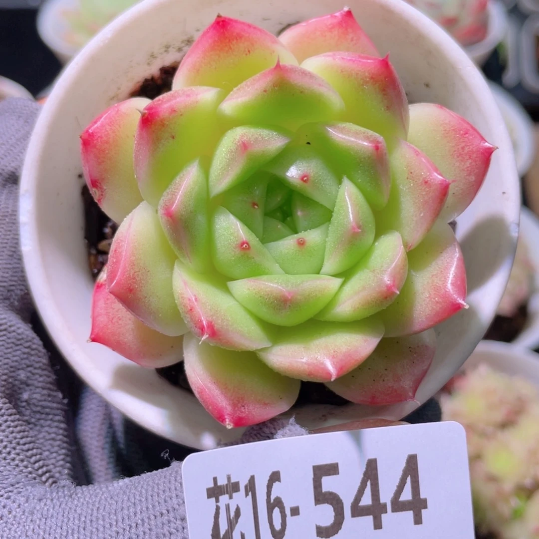 花利美16-544麦秆