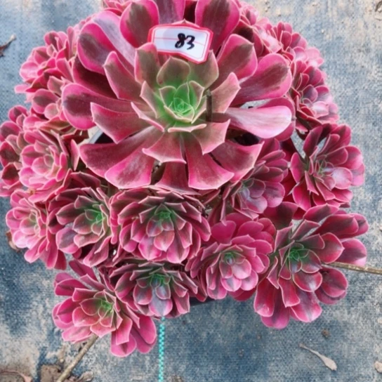 万***爱无花朵美杜莎法师多肉植物83号