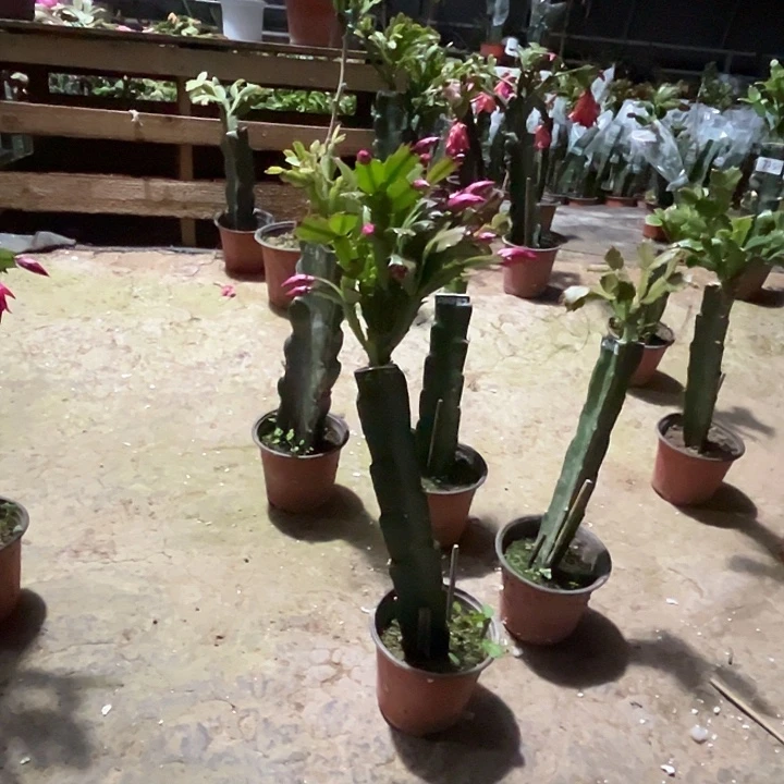 完全开放桑吉塔送叶仙一个