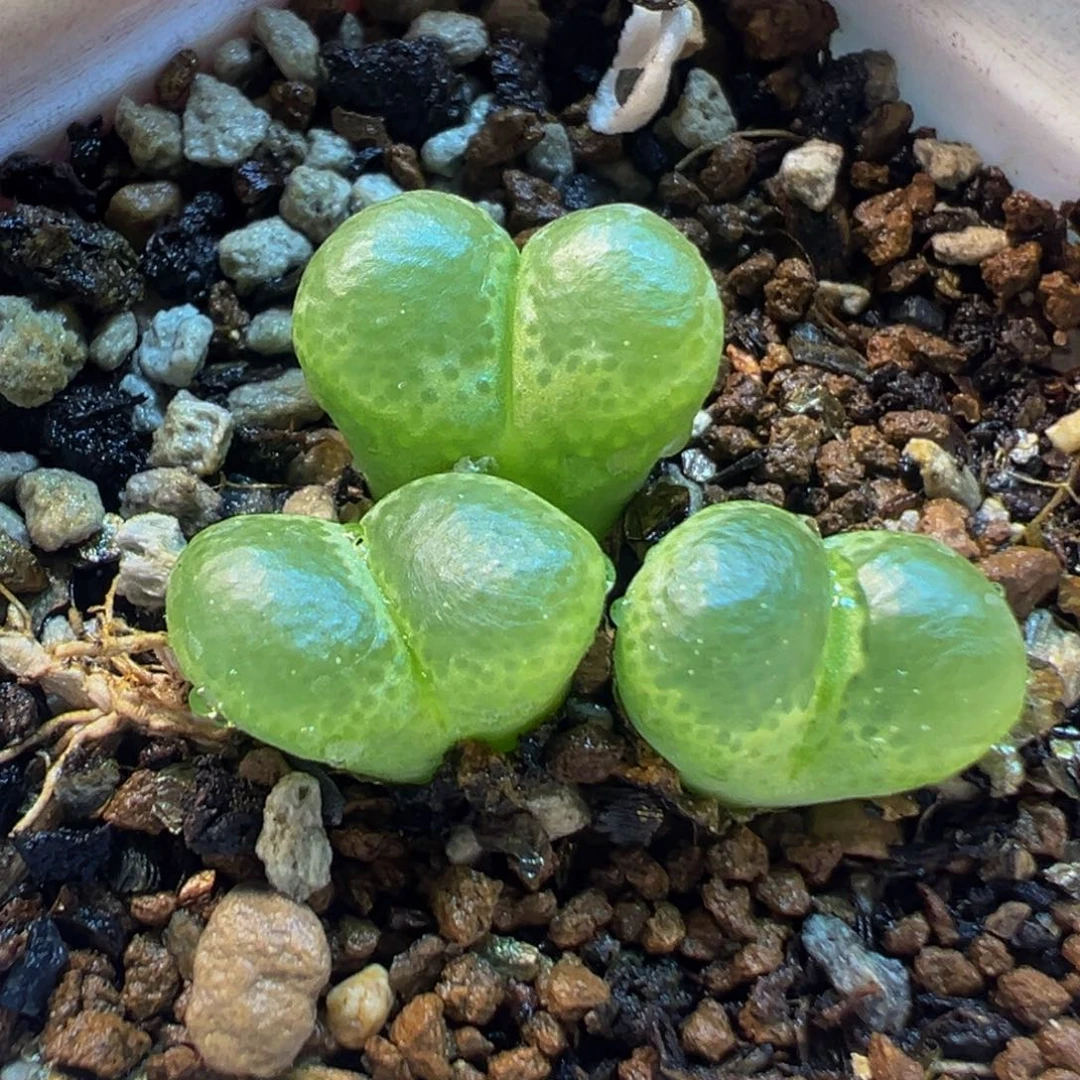 152多肉植物种类多样