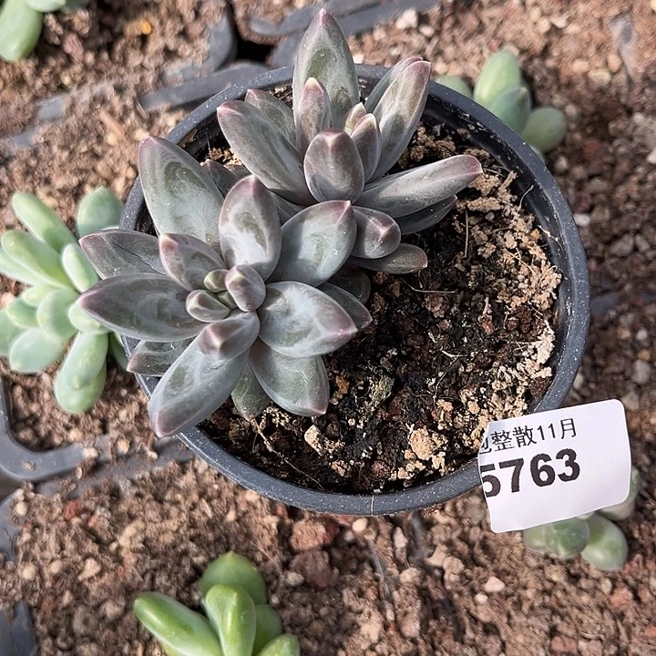 阿雅园艺。        5763乌拉杂黑水晶