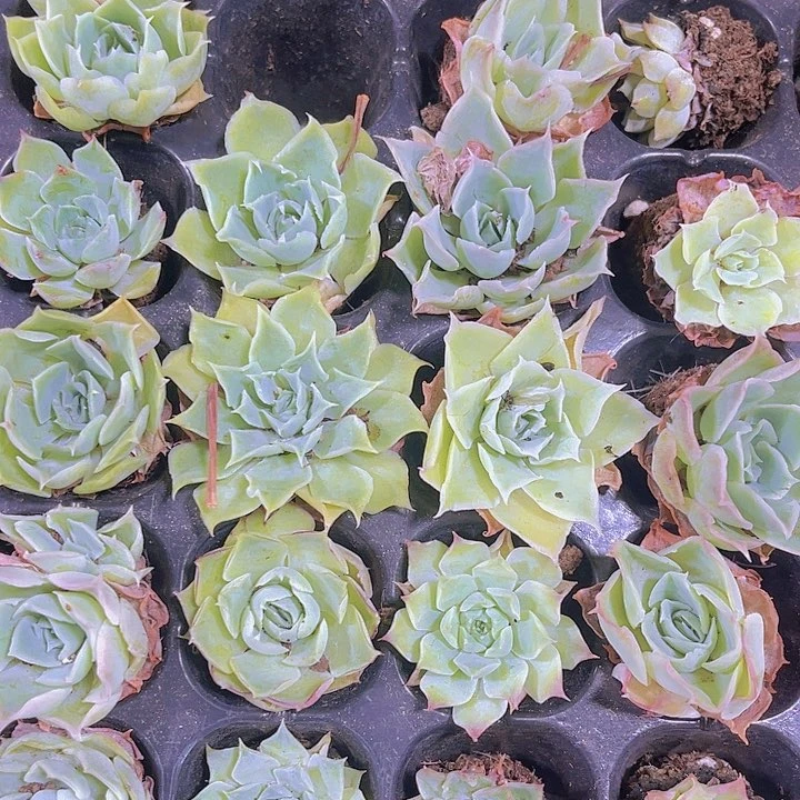 精品冰边蓝丝绒多肉植物