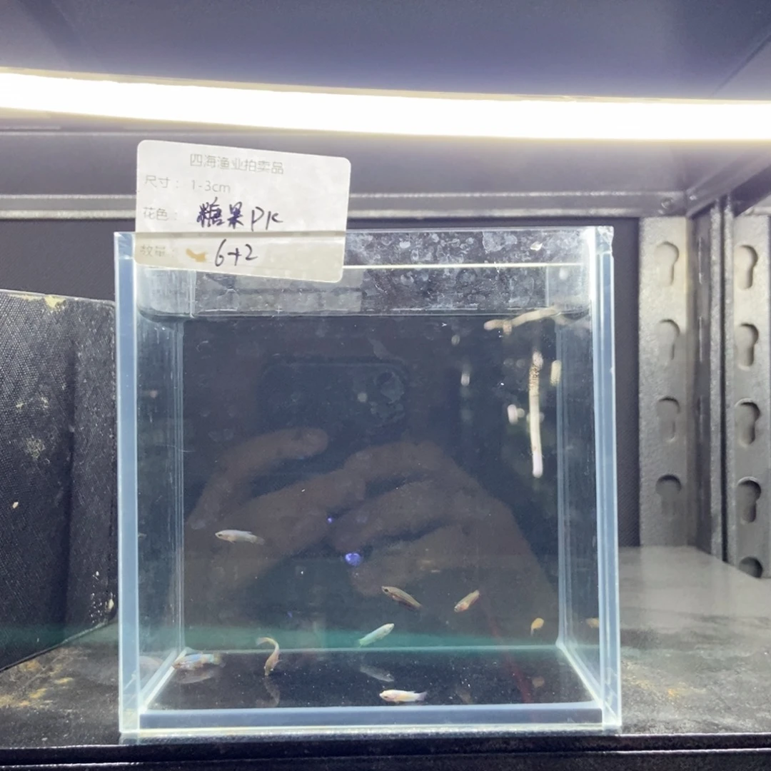 斗鱼包活不包损所见即所得052