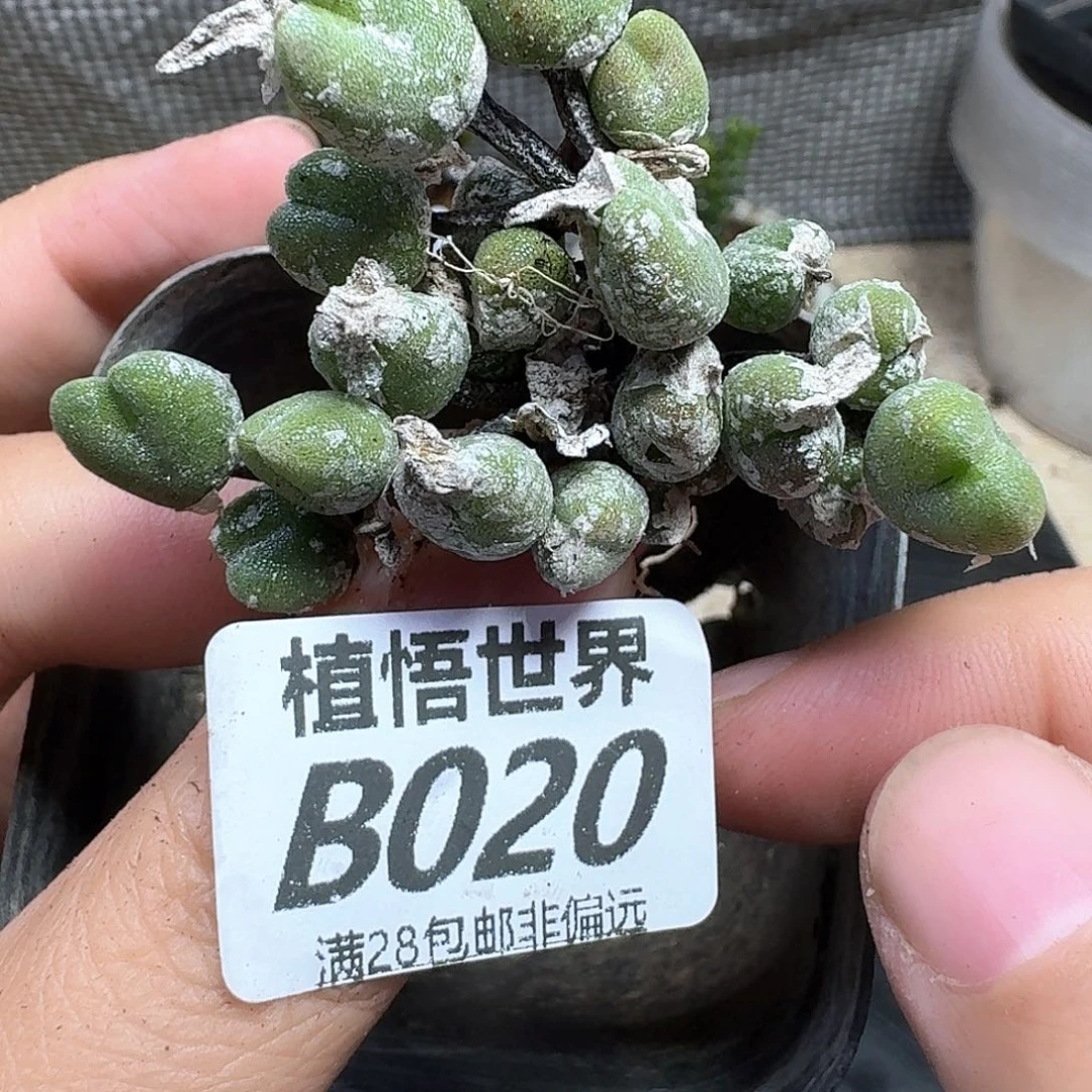 多肉植物的啊fvbn