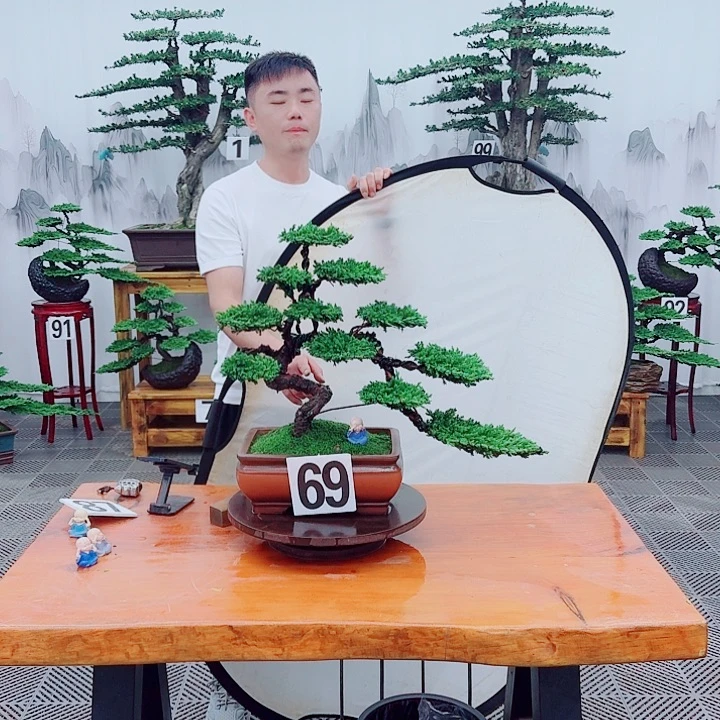 无花朵松柏盆景，一物一拍