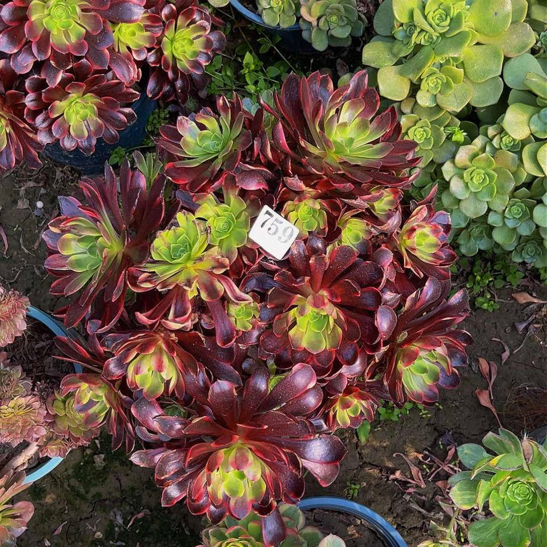 欧嘉莉法师多肉3-5