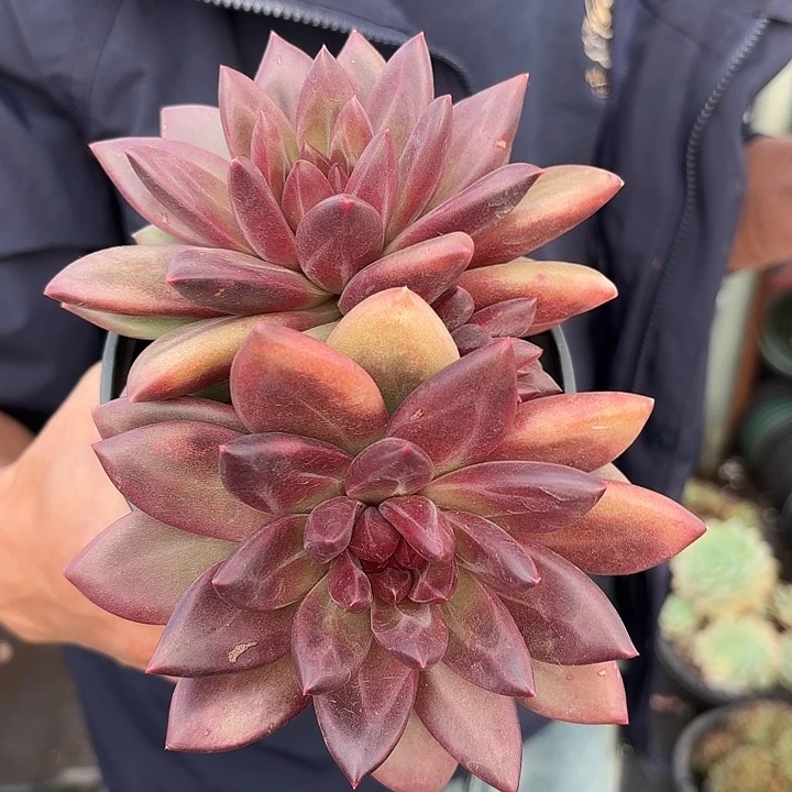 迷雾泡泡双头精品多肉