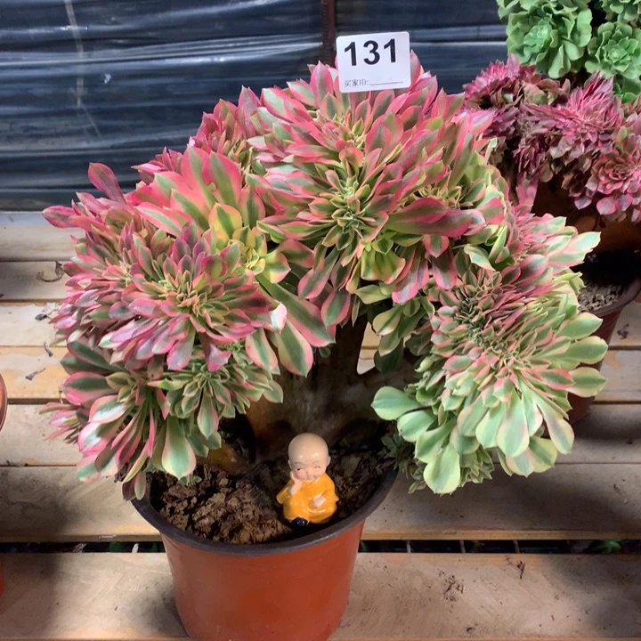 131梦幻七彩缀多肉法师