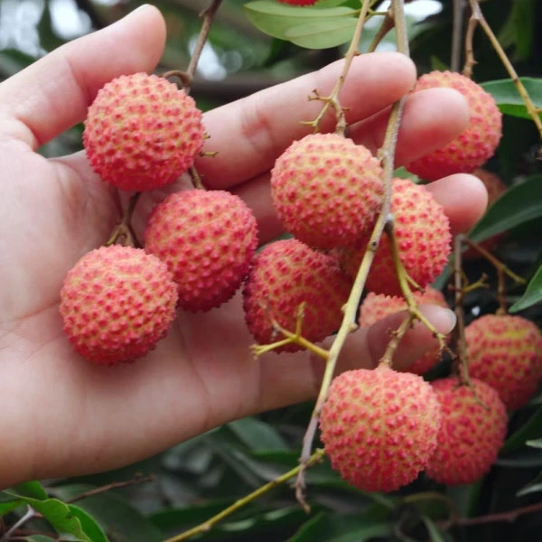 【广东省拍】广州从化正宗桂味荔枝当季老树荔枝爽甜现摘发顺丰京东