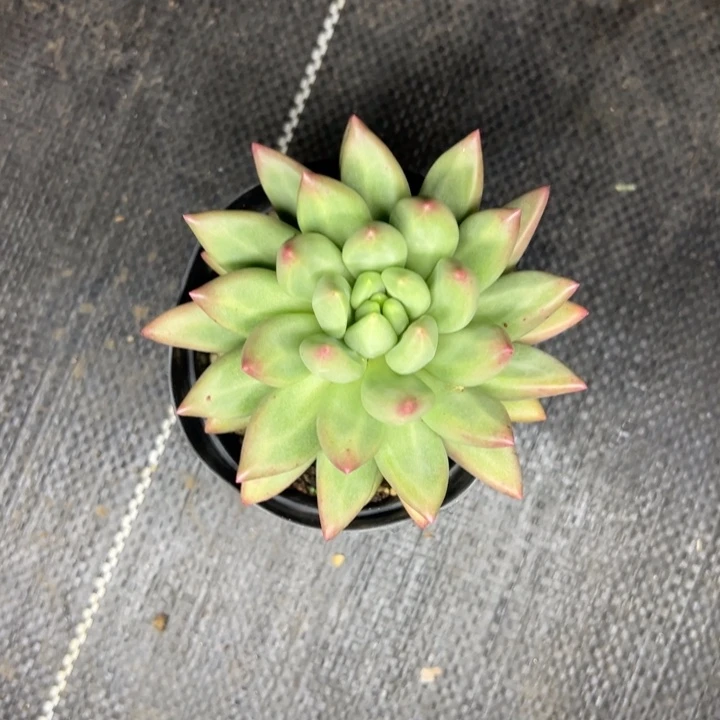 岸***鱼优雅姐米其林发货
