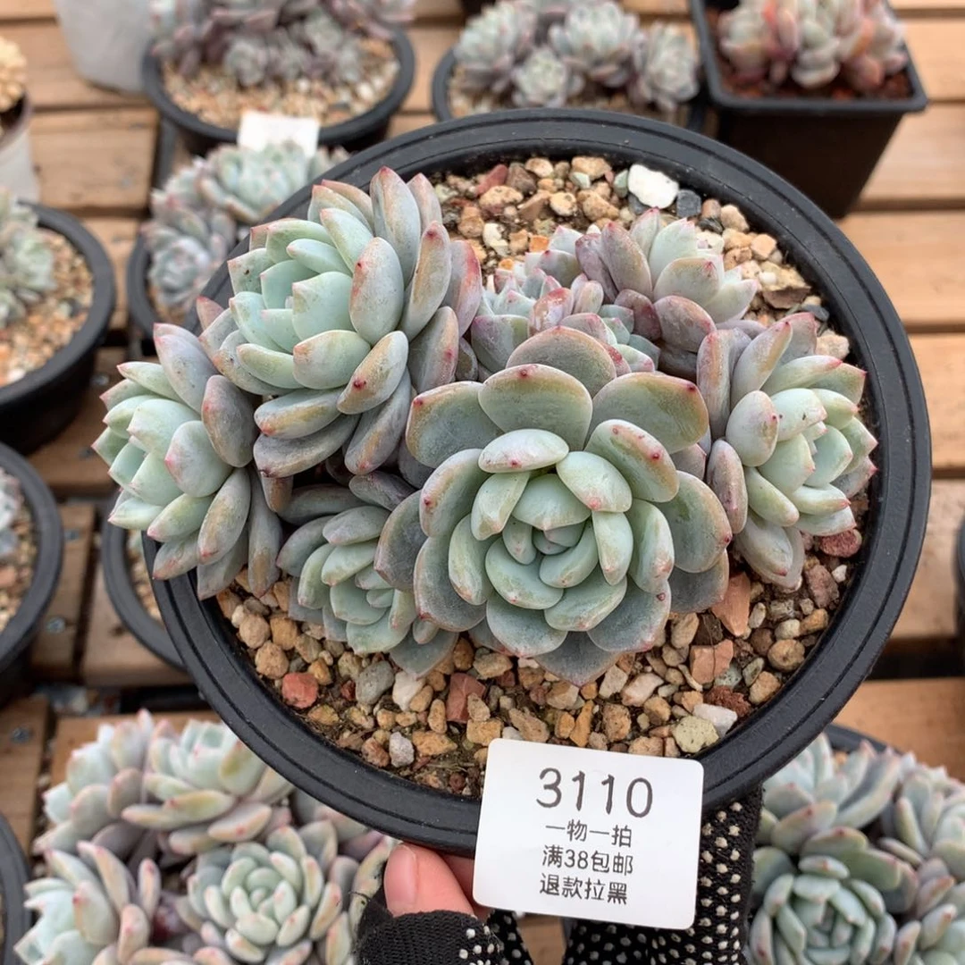 15厘米小树九头有砍石榴籽3110