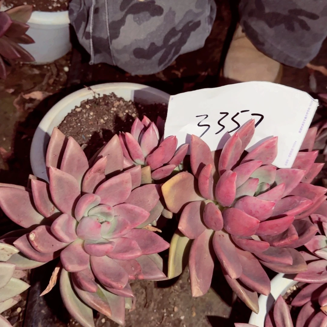 晚****桃花源3357多肉直发