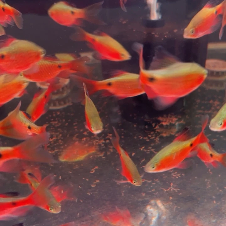 朱眼水泡鱼大帆玫瑰公3