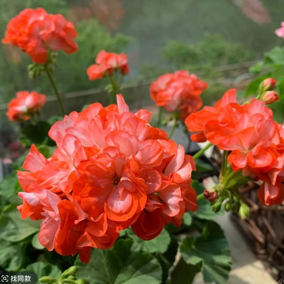 【英格丽德】直立天竺葵 橙白复色重瓣（带花苞 包对版 ）