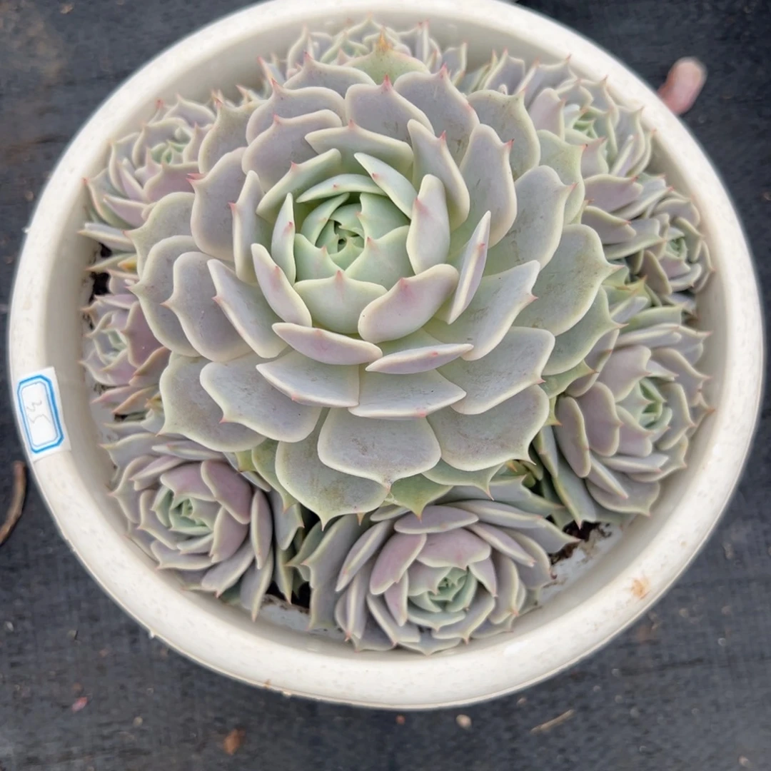 多肉植物手捧露娜莲
