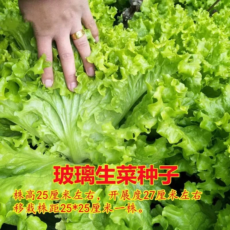 甜脆玻璃生菜种子种籽孑阳台种菜四季盆栽莱种春季沙拉蔬菜孑菜籽