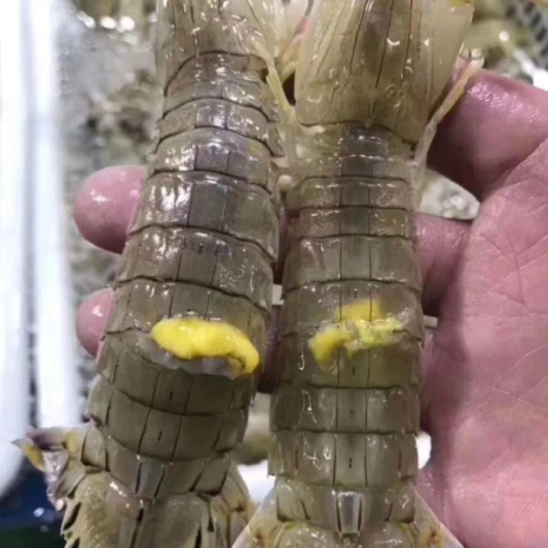 鲜活吃黄母皮皮虾500克