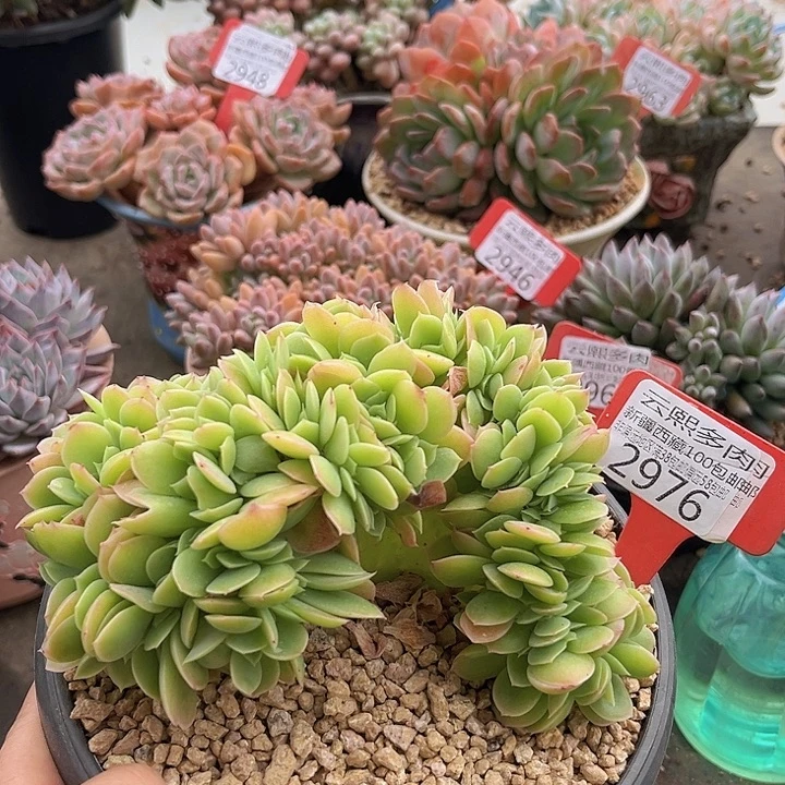 2976星娜塔缀。