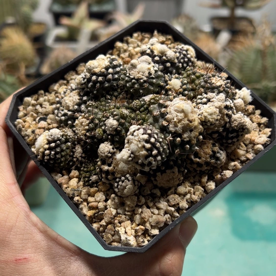 墨蝶群生 侧芽繁殖脱土发货