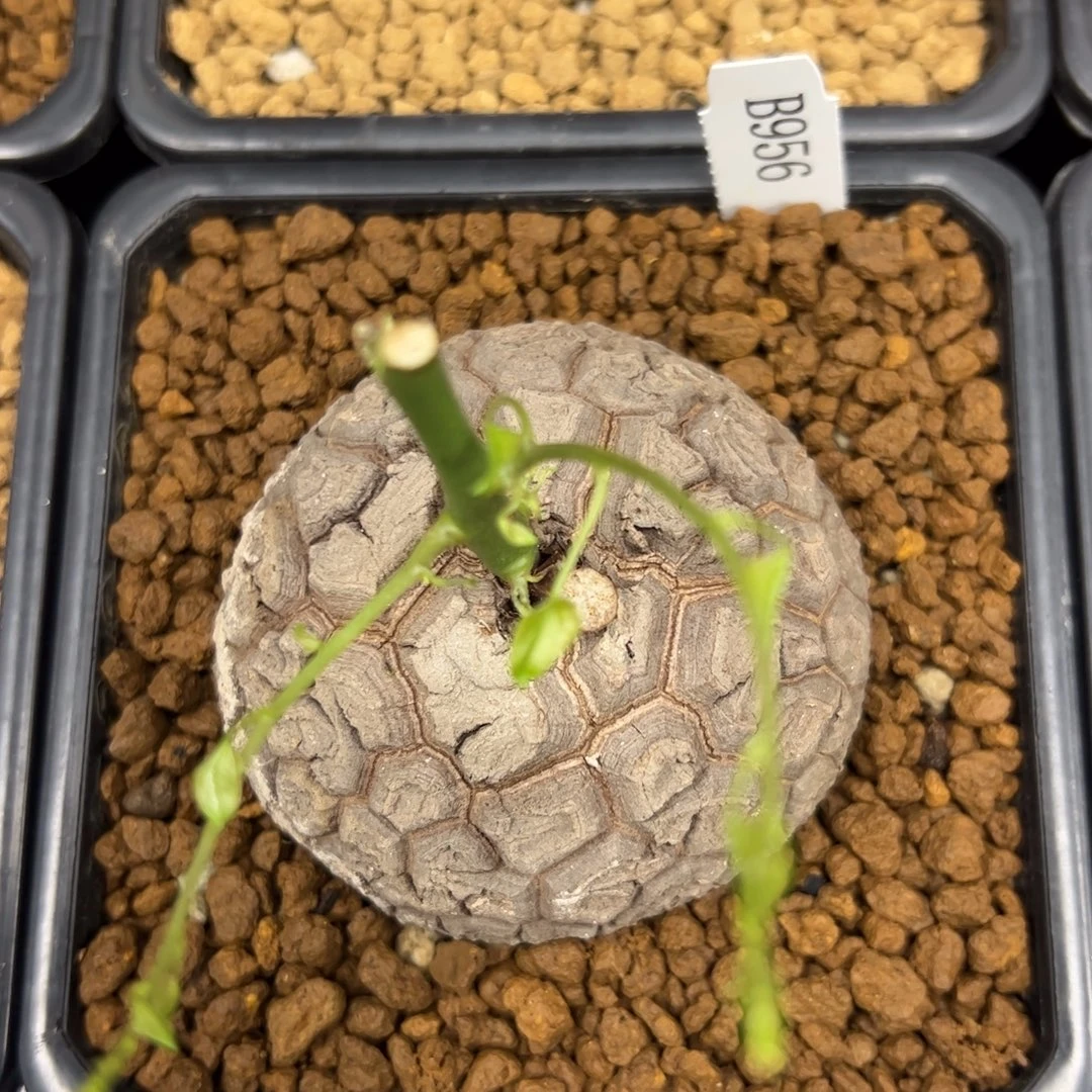 精品盆栽养定的龟甲龙956号