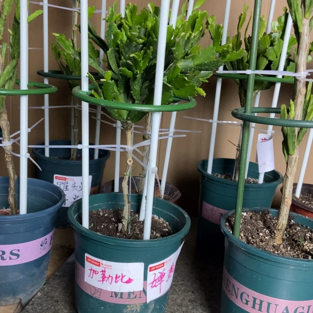 婵***燕无花朵加勒比红色第一盆