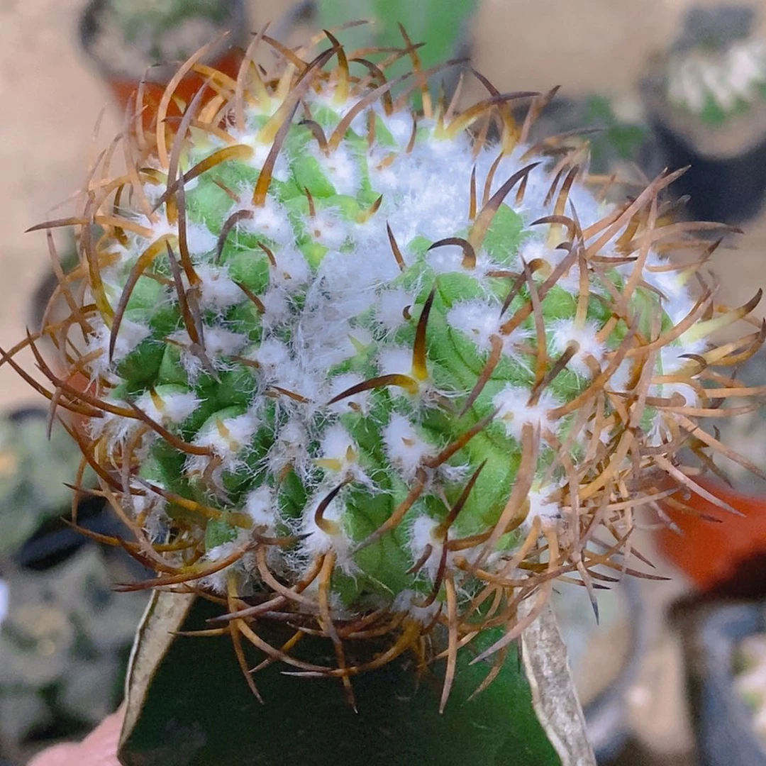 无花朵福利彗星殿缀化123