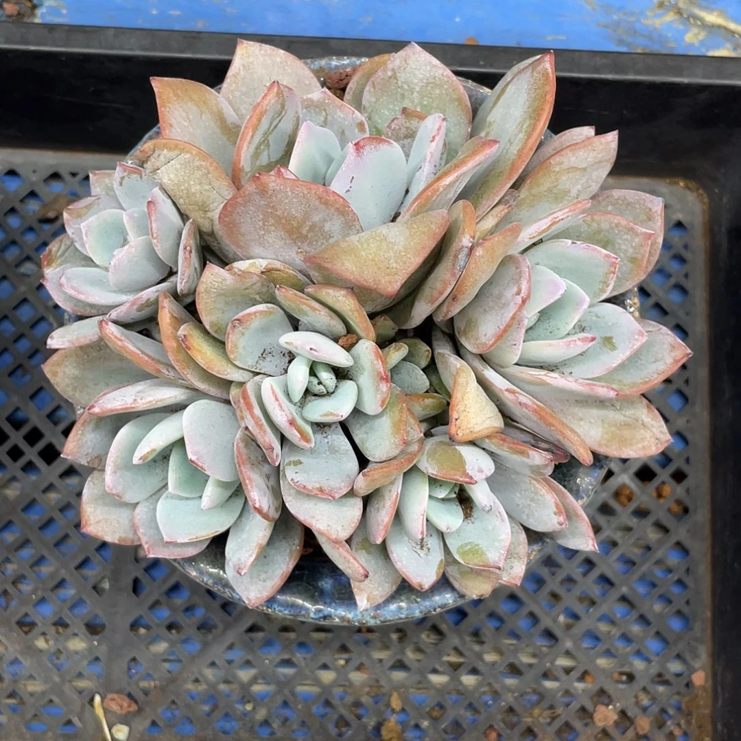 8头奶茶，无砍无摘