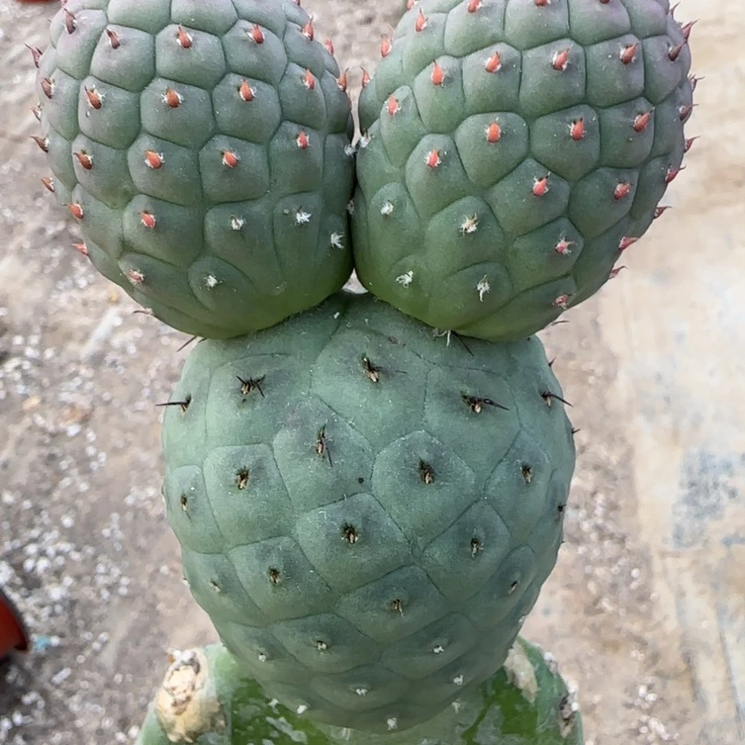 【闪购商品】无花朵米奇进口绿皮洞洞66