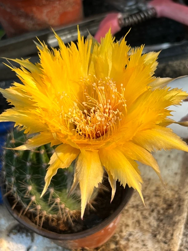 仙人球彩草歪黄羽毛