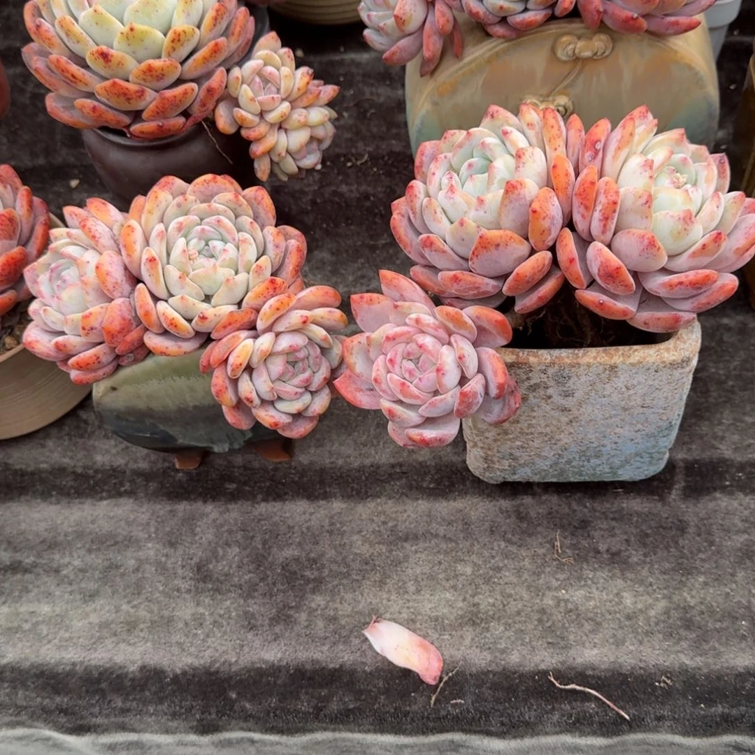 四颗飘枝，专拍链接