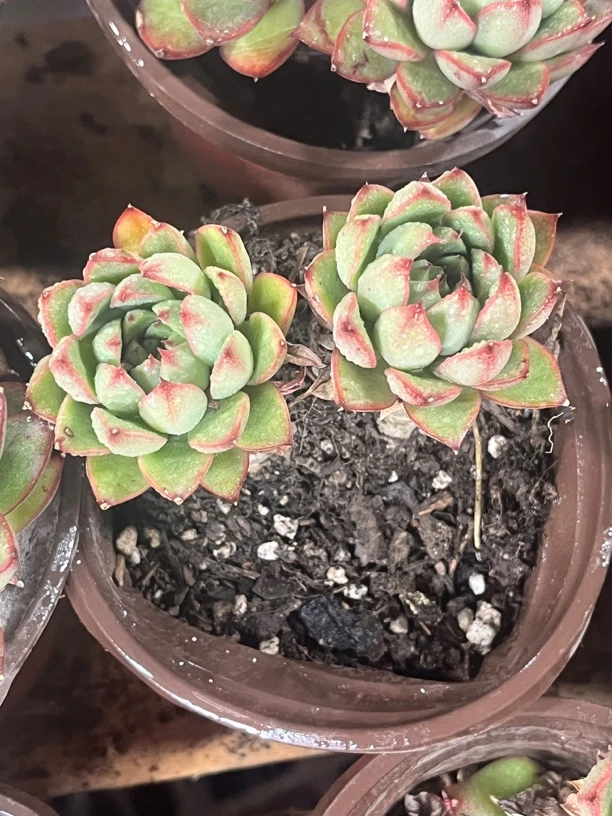 戴伦双头7-8厘米多肉植物，脱土发货