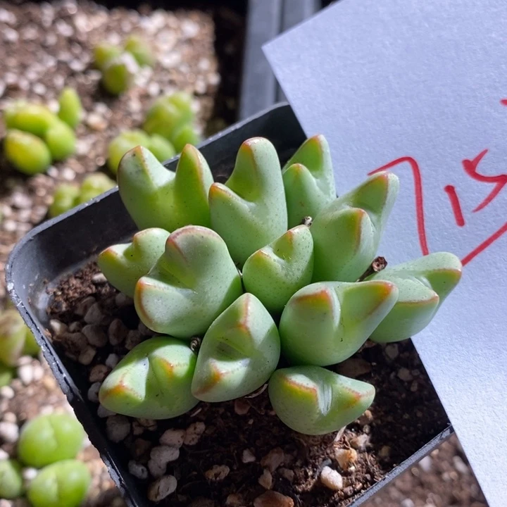 7153一个一个一个