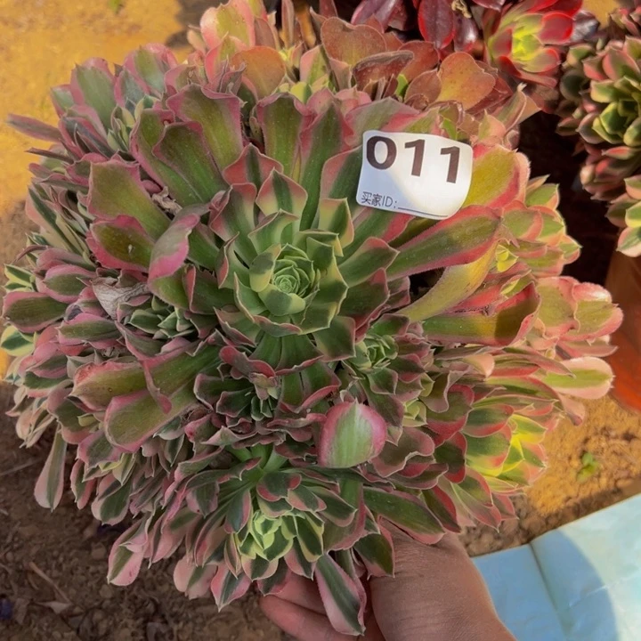 白凤多肉植物011