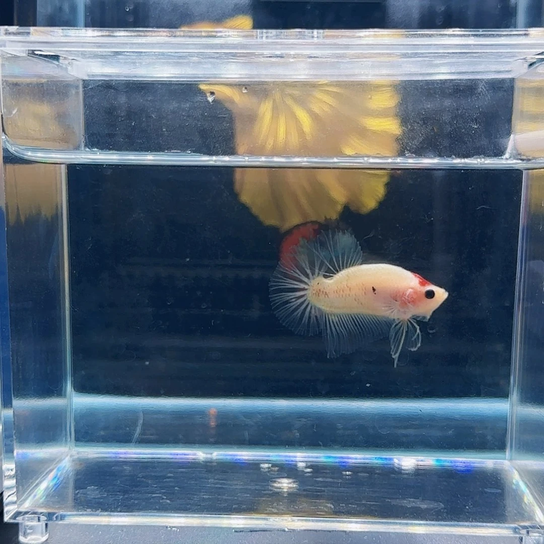 斗鱼活体观赏鱼好养耐活