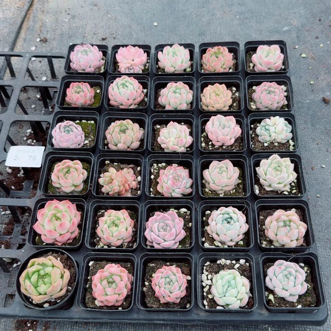 2-79多肉杂交三十颗量拍（其中一颗绿翡翠