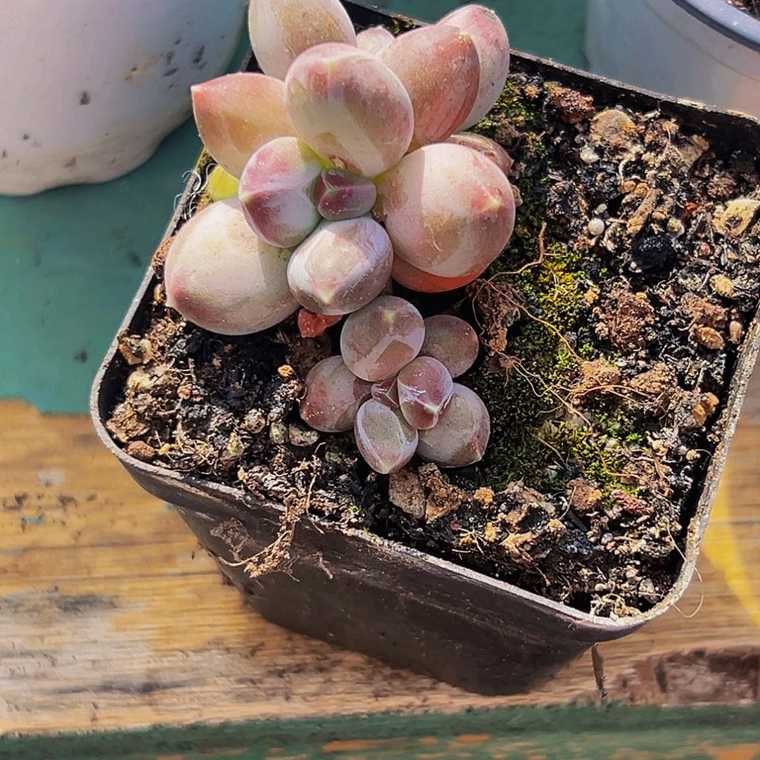 美人系列多肉植物