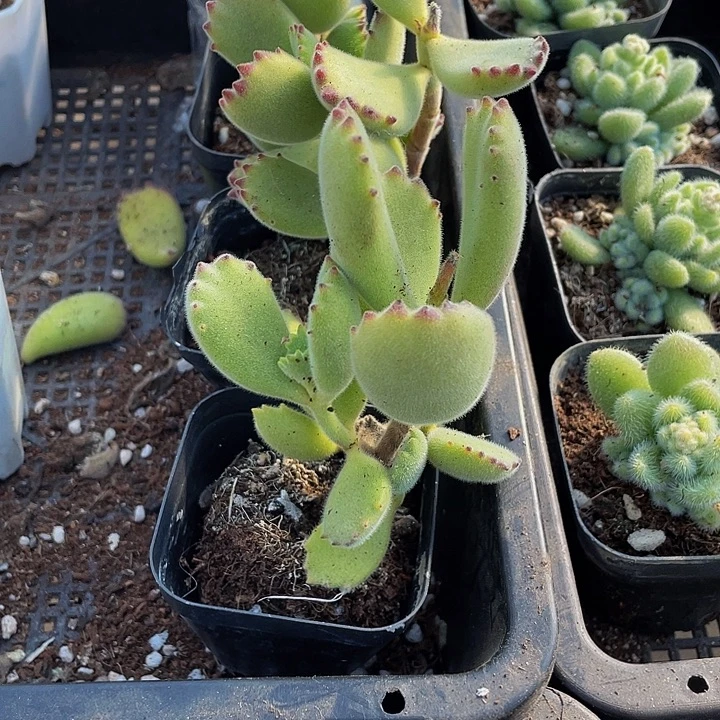 绿熊2.8带哦土发货