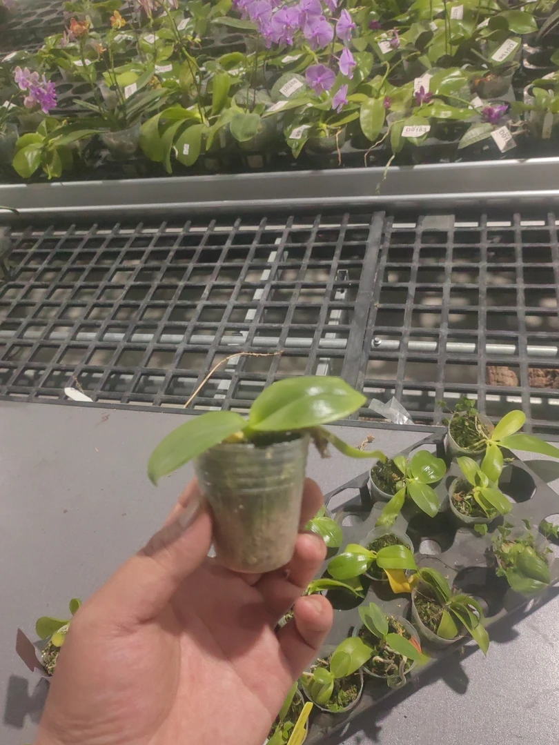 蝴蝶兰1.7小盲盒 苗
