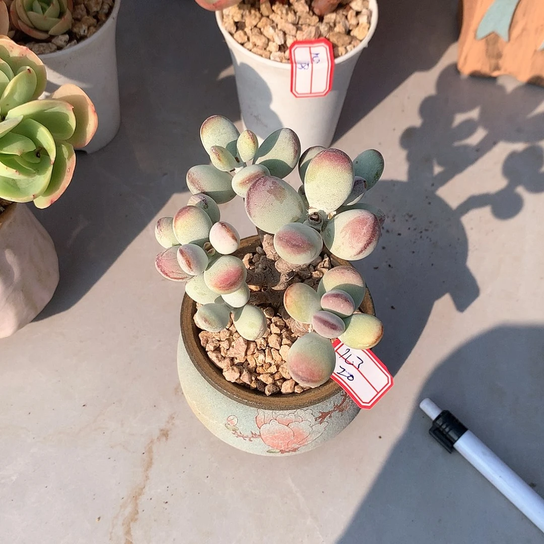 福娘多肉植物一颗