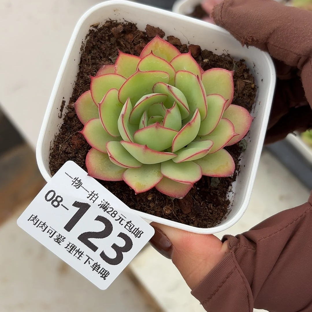 牡丹亭多肉无盆土发货无盆土发货无