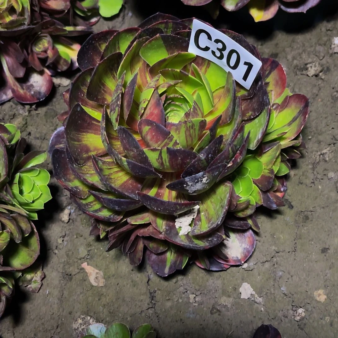 花月夜法师26-14包邮