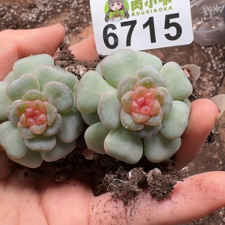 多肉植物多肉植物