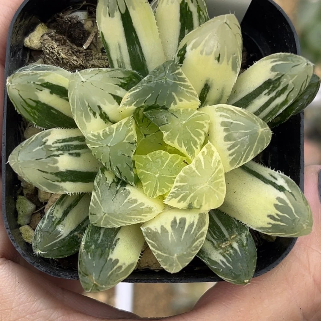 21夏末玉露锦十二卷多肉