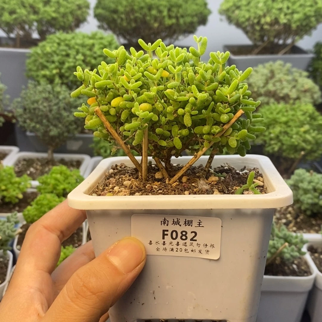 082蜜橘糖球枝干