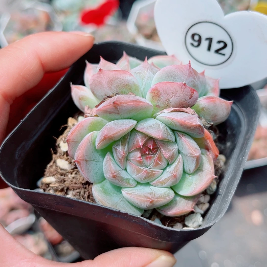 912号小老桩珍妮双头