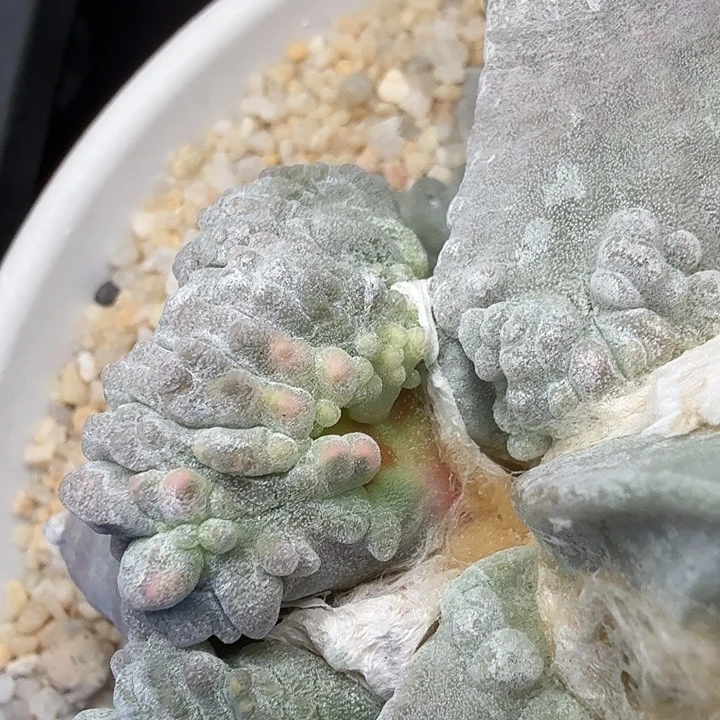 大紫白蜡血怒锦实生