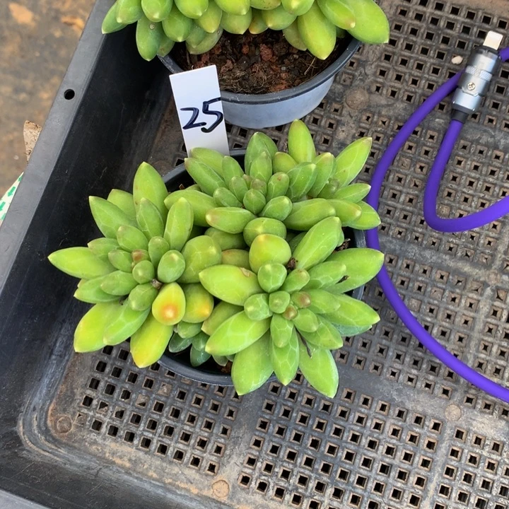 夏***至多肉植物7273737377