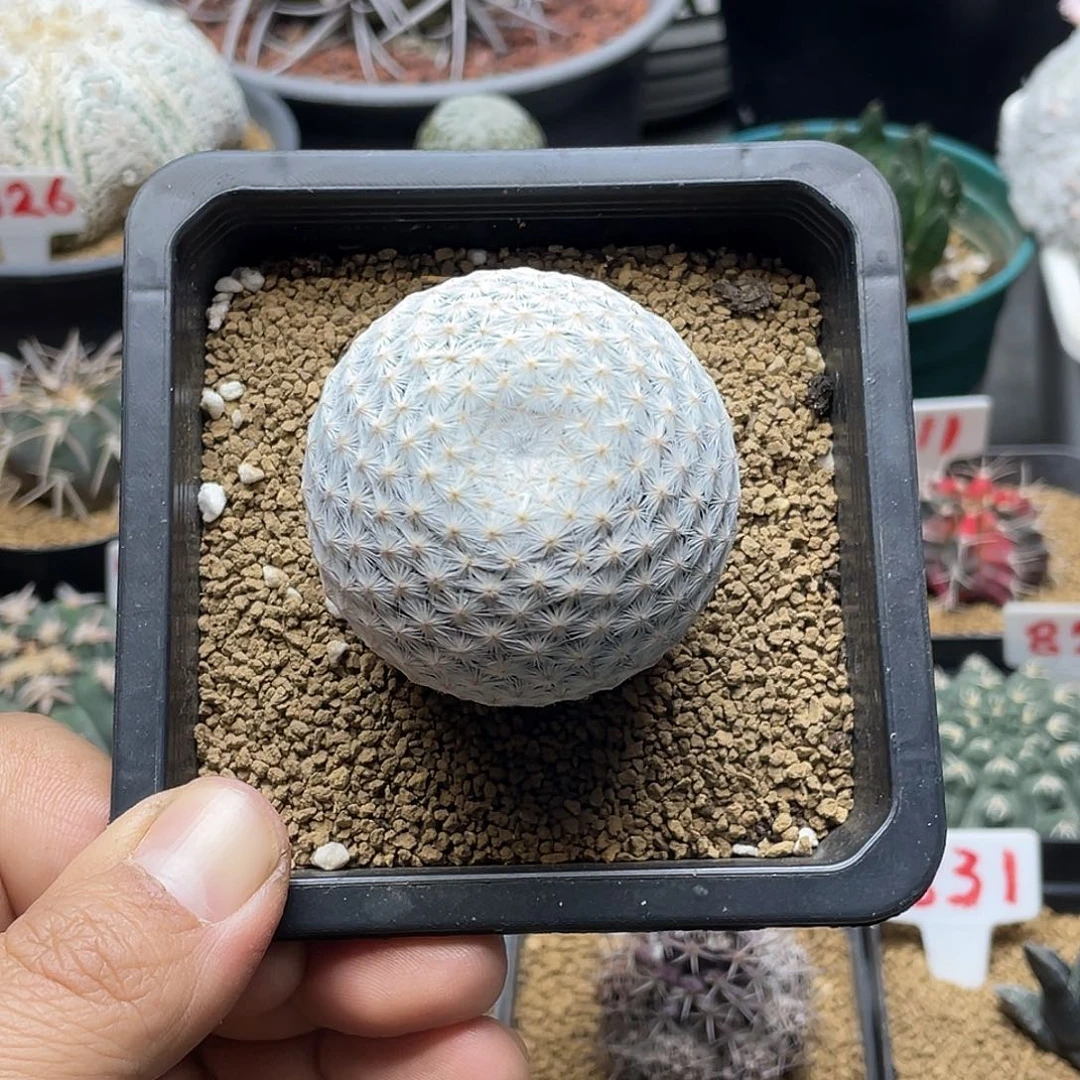 日系大玉白鸟仙人球多肉