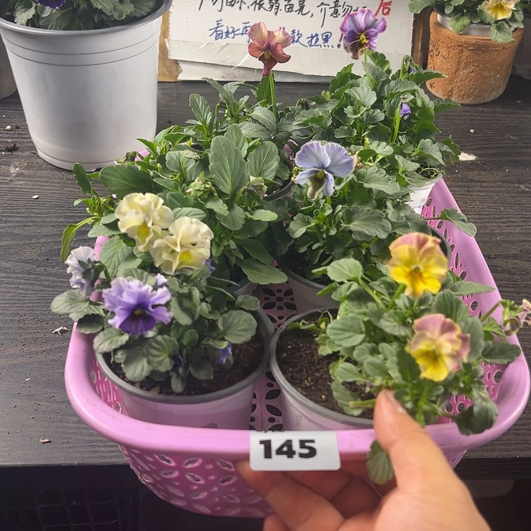 大部分花苞少量开放145号