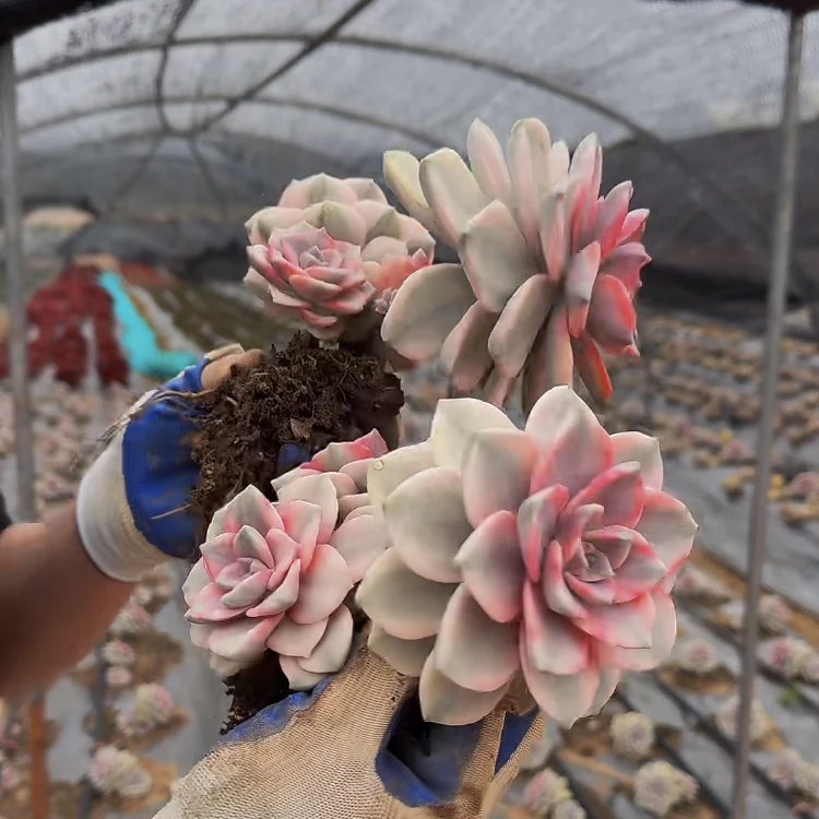 零花钱多肉   地栽紫乐锦 多肉植物